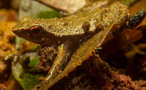 بالصور: تعرفوا إلى 7 حيوانات تستخدم أعضاءها بطرق غريبة صورة رقم 3