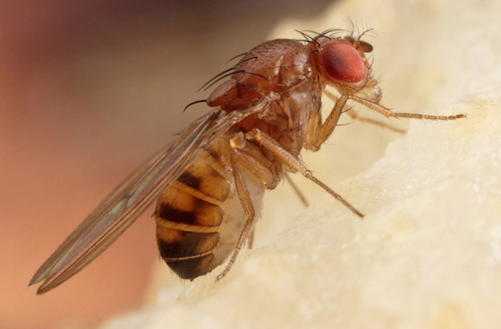 بالصور: تعرفوا إلى 7 حيوانات تستخدم أعضاءها بطرق غريبة صورة رقم 4