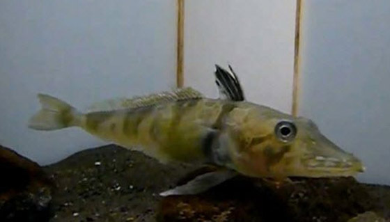 بالصور: تعرفوا إلى 7 حيوانات تستخدم أعضاءها بطرق غريبة صورة رقم 5