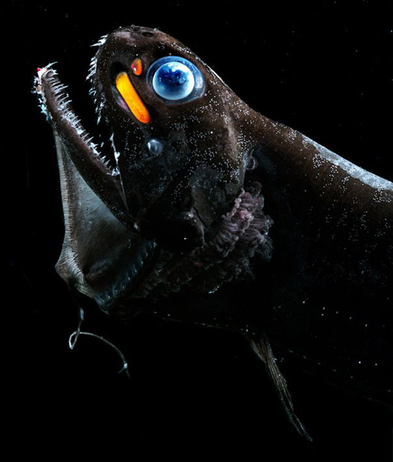 بالصور: تعرفوا إلى 7 حيوانات تستخدم أعضاءها بطرق غريبة صورة رقم 6