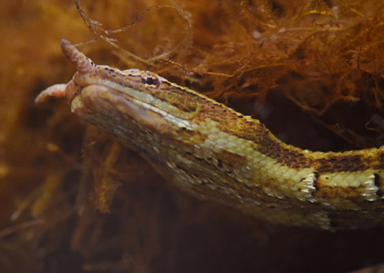 بالصور: تعرفوا إلى 7 حيوانات تستخدم أعضاءها بطرق غريبة صورة رقم 7