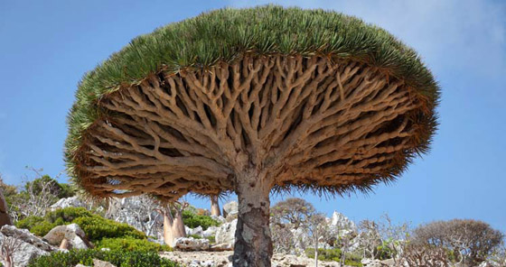 من أغرب أشكال الأشجار في الطبيعة! صورة رقم 3