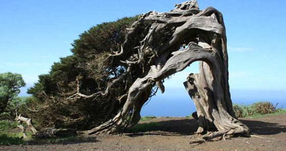 من أغرب أشكال الأشجار في الطبيعة! صورة رقم 4