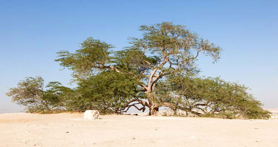 من أغرب أشكال الأشجار في الطبيعة! صورة رقم 6