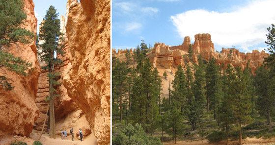 من أغرب أشكال الأشجار في الطبيعة! صورة رقم 7