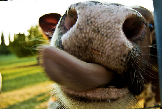 من أغرب الأطعمة المعلبة الشائعة في بعض البلدان! صورة رقم 9