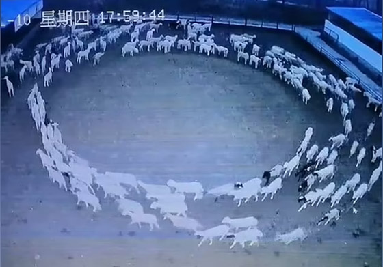 ظاهرة مخيفة تحير العلماء.. أغنام تسير بحلقة دائرية لـ12 يوما متواصلة صورة رقم 1 ظاهرة مخيفة تحير العلماء.. أغنام تسير بحلقة دائرية لـ12 يوما متواصلة صورة رقم 1