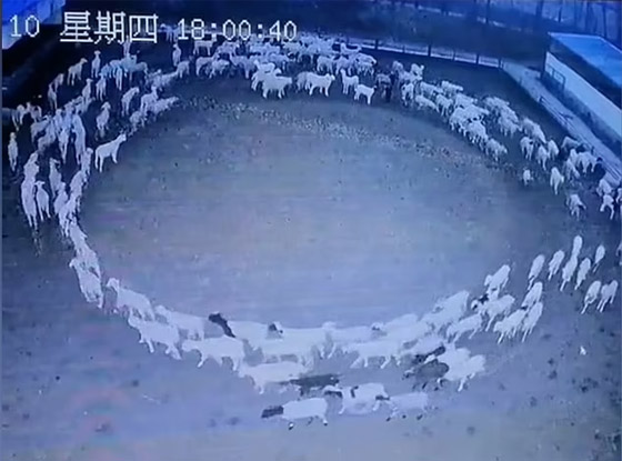 ظاهرة مخيفة تحير العلماء.. أغنام تسير بحلقة دائرية لـ12 يوما متواصلة صورة رقم 4 ظاهرة مخيفة تحير العلماء.. أغنام تسير بحلقة دائرية لـ12 يوما متواصلة صورة رقم 4