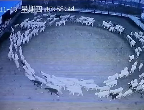 ظاهرة مخيفة تحير العلماء.. أغنام تسير بحلقة دائرية لـ12 يوما متواصلة صورة رقم 6 ظاهرة مخيفة تحير العلماء.. أغنام تسير بحلقة دائرية لـ12 يوما متواصلة صورة رقم 6