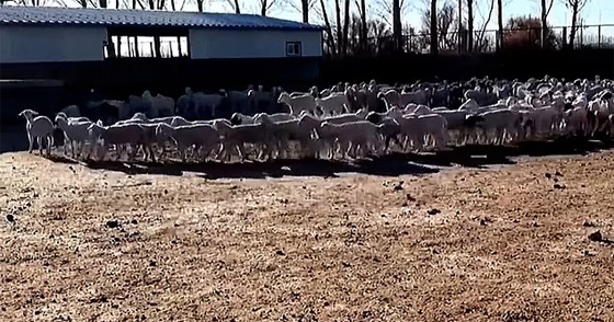 ظاهرة مخيفة تحير العلماء.. أغنام تسير بحلقة دائرية لـ12 يوما متواصلة صورة رقم 3 ظاهرة مخيفة تحير العلماء.. أغنام تسير بحلقة دائرية لـ12 يوما متواصلة صورة رقم 3