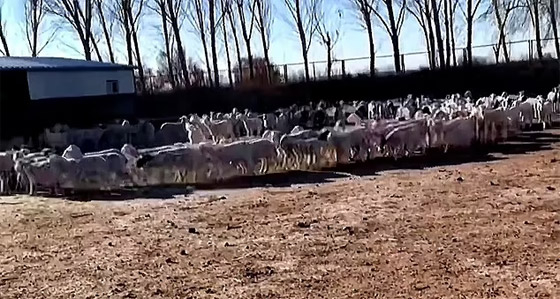 ظاهرة مخيفة تحير العلماء.. أغنام تسير بحلقة دائرية لـ12 يوما متواصلة صورة رقم 5 ظاهرة مخيفة تحير العلماء.. أغنام تسير بحلقة دائرية لـ12 يوما متواصلة صورة رقم 5