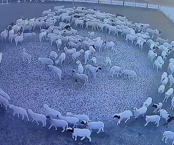 ظاهرة مخيفة تحير العلماء.. أغنام تسير بحلقة دائرية لـ12 يوما متواصلة صورة رقم 8 ظاهرة مخيفة تحير العلماء.. أغنام تسير بحلقة دائرية لـ12 يوما متواصلة صورة رقم 8