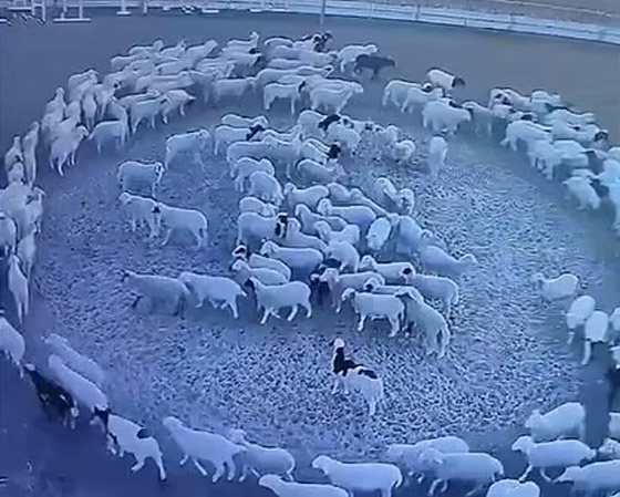 ظاهرة مخيفة تحير العلماء.. أغنام تسير بحلقة دائرية لـ12 يوما متواصلة صورة رقم 10 ظاهرة مخيفة تحير العلماء.. أغنام تسير بحلقة دائرية لـ12 يوما متواصلة صورة رقم 10