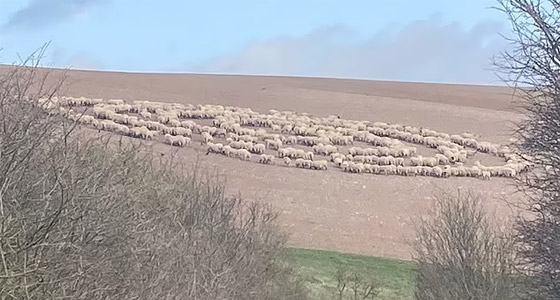 ظاهرة مخيفة تحير العلماء.. أغنام تسير بحلقة دائرية لـ12 يوما متواصلة صورة رقم 7 ظاهرة مخيفة تحير العلماء.. أغنام تسير بحلقة دائرية لـ12 يوما متواصلة صورة رقم 7