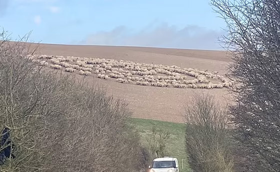 ظاهرة مخيفة تحير العلماء.. أغنام تسير بحلقة دائرية لـ12 يوما متواصلة صورة رقم 9 ظاهرة مخيفة تحير العلماء.. أغنام تسير بحلقة دائرية لـ12 يوما متواصلة صورة رقم 9