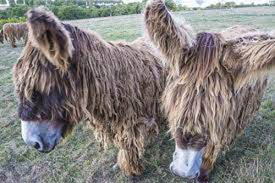 تعرف على الجزيرة التي يرتدي فيها الحمير بيجاما ! صورة رقم 2