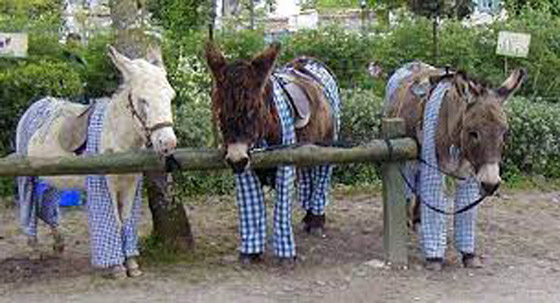 تعرف على الجزيرة التي يرتدي فيها الحمير بيجاما ! صورة رقم 3