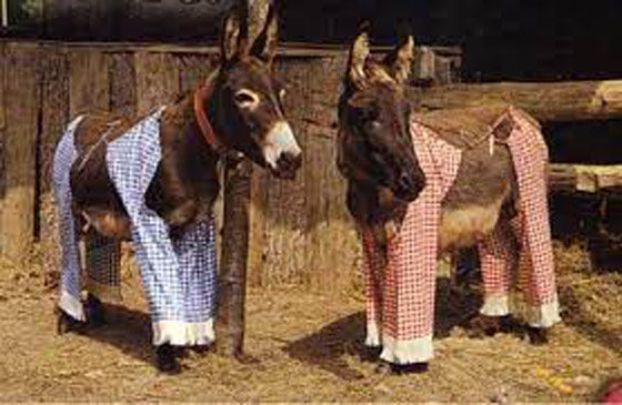 تعرف على الجزيرة التي يرتدي فيها الحمير بيجاما ! صورة رقم 8