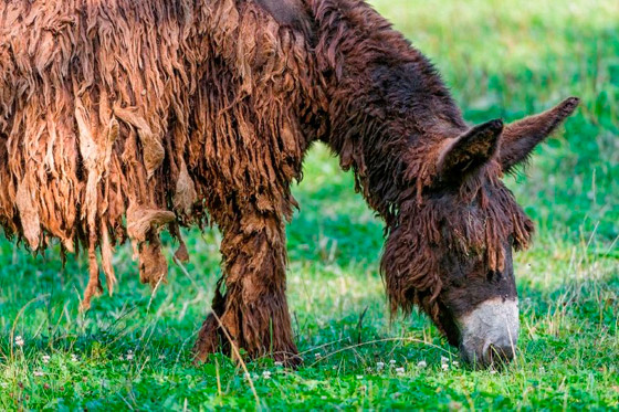 تعرف على الجزيرة التي يرتدي فيها الحمير بيجاما ! صورة رقم 6