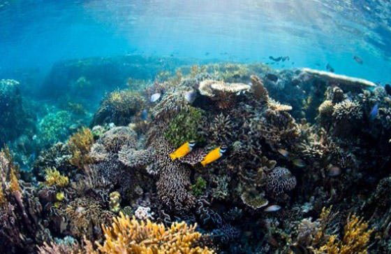 مزاد فريد: 100 جزيرة للبيع بإندونيسيا، والمشتري يجب أن يكون واحدا فقط! صورة رقم 4