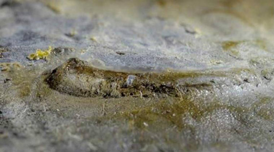 عمرها 550 مليون عاما.. علماء يكتشفون 