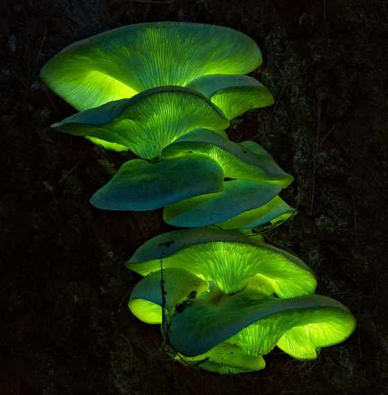 يتوهج باللون الأخضر.. مصورة تطارد 