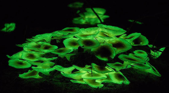 يتوهج باللون الأخضر.. مصورة تطارد 