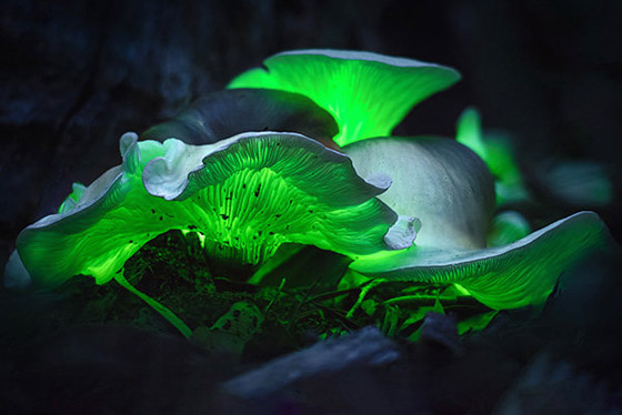 يتوهج باللون الأخضر.. مصورة تطارد 