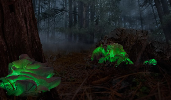 يتوهج باللون الأخضر.. مصورة تطارد 