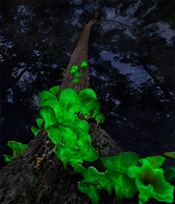 يتوهج باللون الأخضر.. مصورة تطارد 