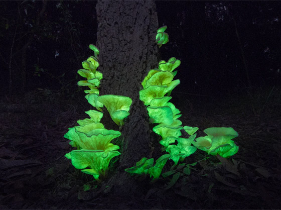 يتوهج باللون الأخضر.. مصورة تطارد 