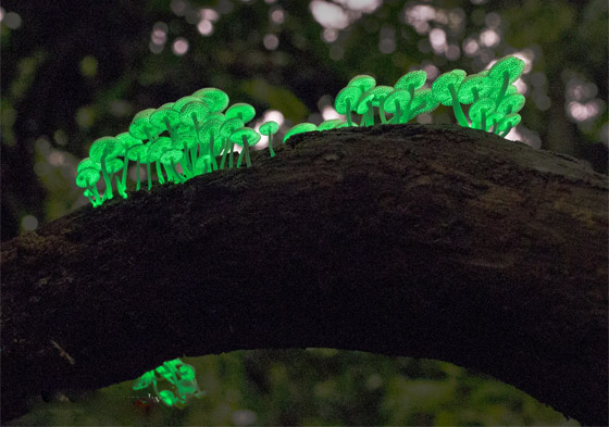 يتوهج باللون الأخضر.. مصورة تطارد 