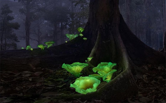 يتوهج باللون الأخضر.. مصورة تطارد 