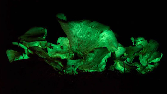 يتوهج باللون الأخضر.. مصورة تطارد 