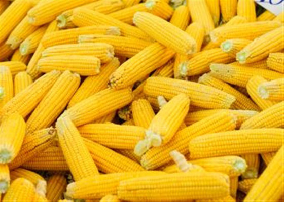 أغرب معلومات عن الذرة: استخدمت كبديل للقهوة وتدخل في صناعة الورق صورة رقم 4