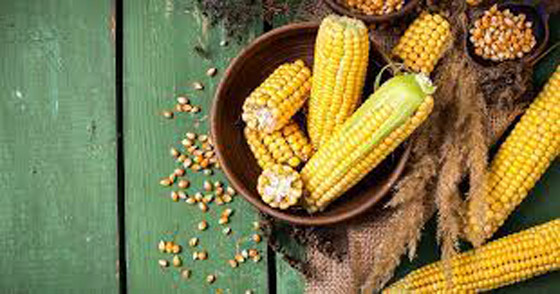 أغرب معلومات عن الذرة: استخدمت كبديل للقهوة وتدخل في صناعة الورق صورة رقم 5