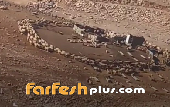 مشهد مريب ظهر بالصين ثم الأردن.. أغنام تدور بشكل دائري حول نفسها صورة رقم 2