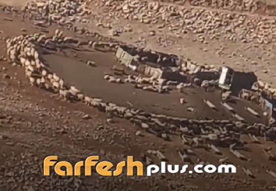 مشهد مريب ظهر بالصين ثم الأردن.. أغنام تدور بشكل دائري حول نفسها صورة رقم 3