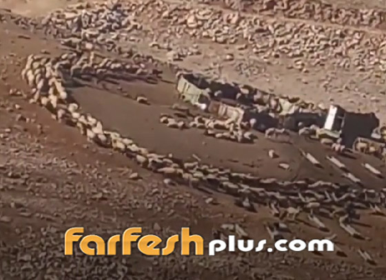 مشهد مريب ظهر بالصين ثم الأردن.. أغنام تدور بشكل دائري حول نفسها صورة رقم 4