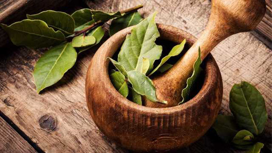 شاي ورق الغار: يحسن الهضم، وينظم سكر الدم صورة رقم 9