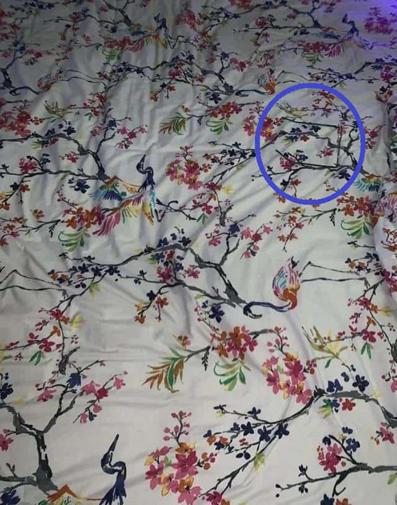 أين النظارات الطبية؟ فقط 10% عثروا عليها خلال 11 ثانية! صورة رقم 2