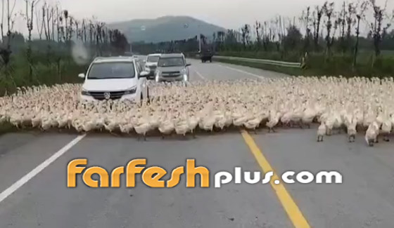 فيديو جديد عن الظاهرة الغريبة.. بط يسير في دوائر! صورة رقم 1