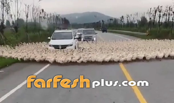 فيديو جديد عن الظاهرة الغريبة.. بط يسير في دوائر! صورة رقم 2