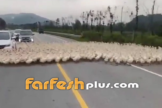 فيديو جديد عن الظاهرة الغريبة.. بط يسير في دوائر! صورة رقم 3