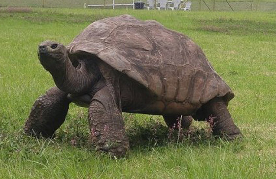 الاحتفال بأقدم حيوان بري في العالم.. لن تصدق عمره! صورة رقم 4