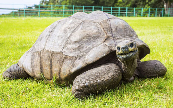 الاحتفال بأقدم حيوان بري في العالم.. لن تصدق عمره! صورة رقم 2