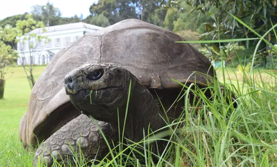 الاحتفال بأقدم حيوان بري في العالم.. لن تصدق عمره! صورة رقم 5
