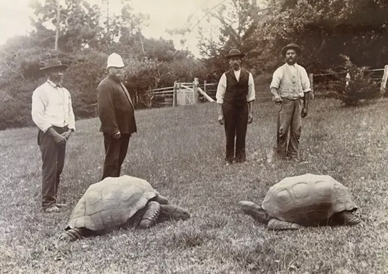 الاحتفال بأقدم حيوان بري في العالم.. لن تصدق عمره! صورة رقم 7