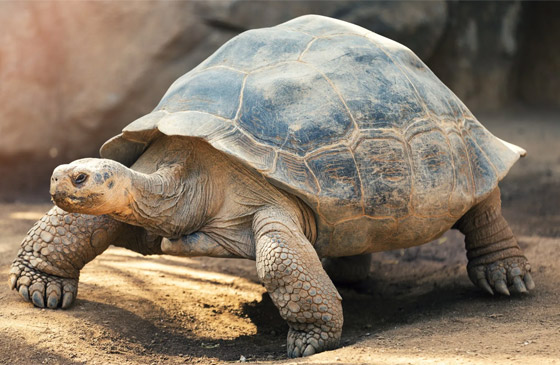 الاحتفال بأقدم حيوان بري في العالم.. لن تصدق عمره! صورة رقم 8