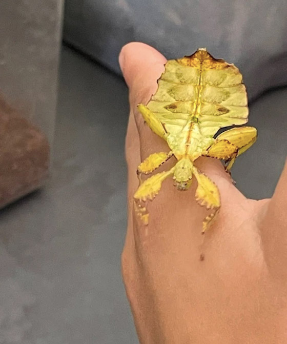 يفتتح حديقة حيوان للحشرات على مدى 20 عاماً صورة رقم 2